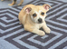 Chihuahua Puppies