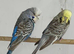 Exhibition budgies