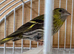 Pair siskins