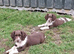 Stunning English Springer Spaniel Dog Puppy