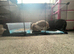 Male lop rabbit looking for new home