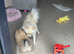 Beautiful Tiny Pomeranian