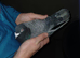 rubella spread rpra 2024 rung racing pigeons rare