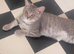 British shorthair female kittens