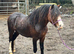 Bay sec a type gelding 4yr old