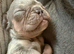 Gorgeous Kc Reg Tiny Boy