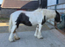 14.1hh 12 yr old traditional cob mare 12 yrs