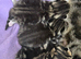 Mixed breed tabby kittens