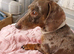 for sale 4+ year old dacshund