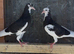Young Birmingham roller pigeons