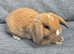 Mini Lop Babies