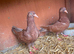 Pigeons