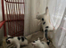 Adorable 9-Week-Old Kittens Looking for Loving Homes