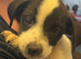 8 beautiful jackapoo puppies