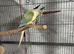 Bonded pair of conures