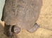 Spur thigh female tortoise
