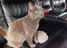2 yr old spayed female
