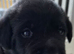 KC registered labrador Retrievers