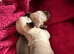 Cutest small smooth chihuahuas bt65