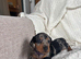Long hair/short hair miniature dachshund