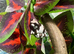 Baby milk frogs ready now