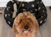 Rehoming required 7yr old poodle