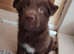 German shepherd cross border collie puppies known as Shollies for sale
