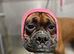 Beautiful boy looking for a new home.
