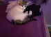 female cali co kitten