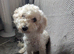 READY NOW. Shihpoo/shihpoochon hybrid puppies