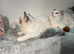east European Ragdoll Kittens