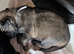 2 female left out of litter of 8 German shepherd