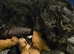 Beautiful Black Wavy Medium Labradoodle Girl - Born 11 August