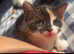 2 female kittens