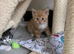 Maine coon cross kittens