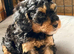 Stunning F1b cockapoo puppies READY NOW