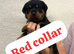 Rottweiler puppys