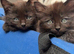 Ragdoll Maine coon cross kittens