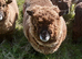 Pedigree Coloured Ryland Ewes ready for new home.