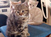 Two young girls looking for forever home