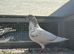 2 baby pigeons for sale