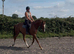 Beautiful eye catching gelding