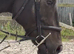 15.3 gelding black 6 yrs TB gorgeous boy