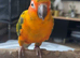 Sun Conure and Jenday with large cage and accessorise