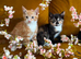 Kittens for sale