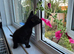 We are looking for our forever home