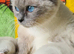 Beautiful Ragdoll munchkin Kittens