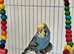 2 Male Budgies