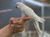 Quaker parrot