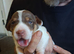 Stunning Jack Russell's ,Hastings